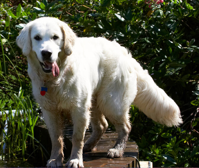 Bramley, Dog, Dogs, Golden Retriever, Play, Playing, Playtime, Retrievers, Tongue