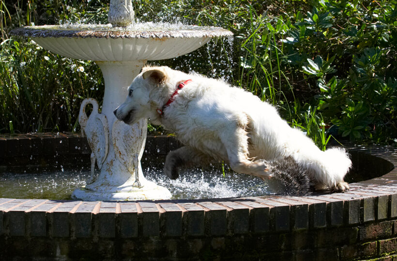 Bramley, Dog, Dogs, Fountain, Golden Retriever, Play, Playing, Playtime, Retrievers, Slashing, Splash, Water