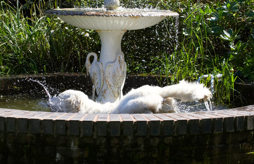 Bramley, Dog, Dogs, Fountain, Golden Retriever, Play, Playing, Playtime, Retrievers, Splash, Splashing, Water