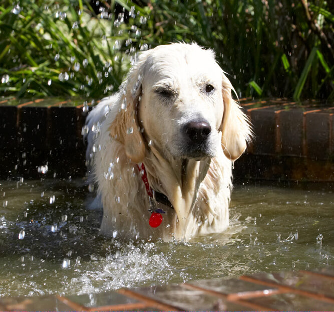 Bramley, Dog, Dogs, Golden Retriever, Play, Playing, Playtime, Retrievers, Water, Wet