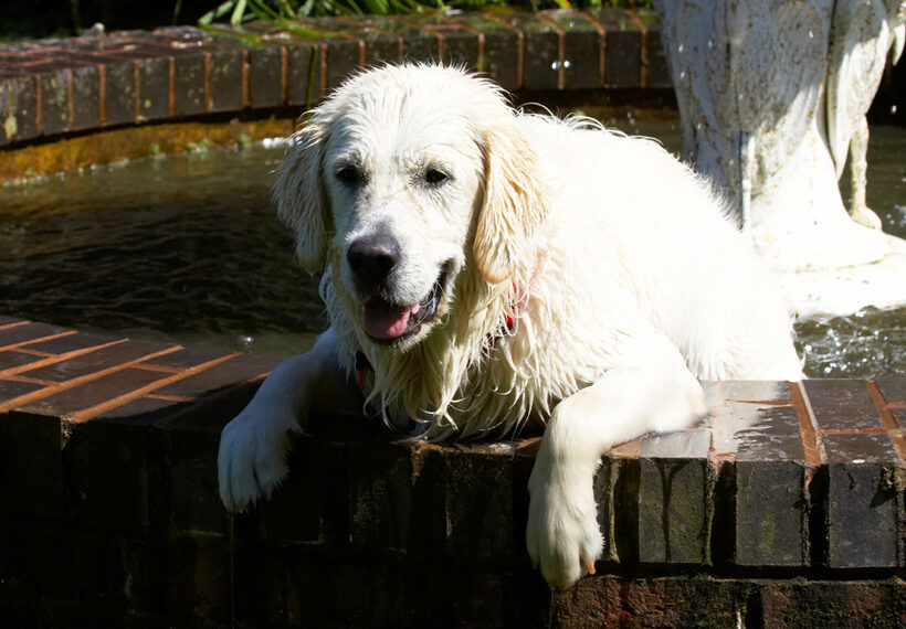 Bramley, Dog, Dogs, Golden Retriever, Play, Playing, Playtime, Retrievers
