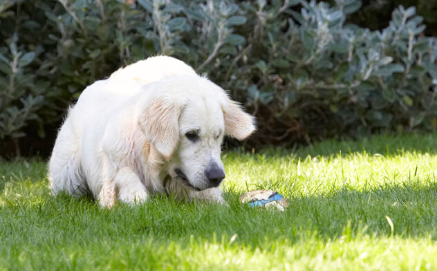 Ball, Bramley, Dog, Dogs, Golden Retriever, Play, Playing, Playtime, Retrievers, Sit, Sitting
