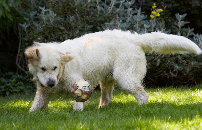 Ball, Bramley, Dog, Dogs, Golden Retriever, Play, Playing, Playtime, Retrievers