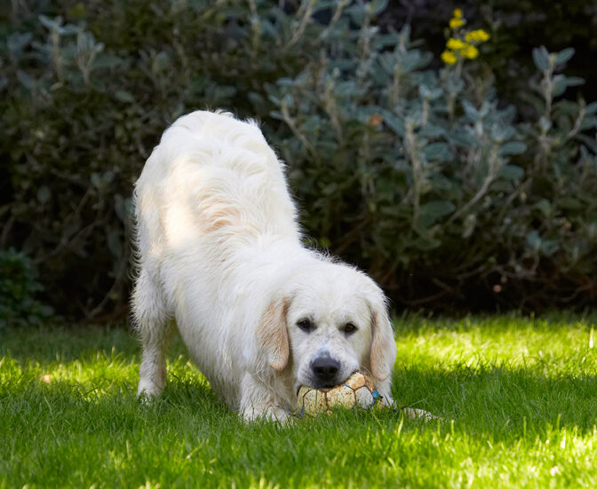 Ball, Bramley, Dog, Dogs, Golden Retriever, Play, Playing, Playtime, Retrievers
