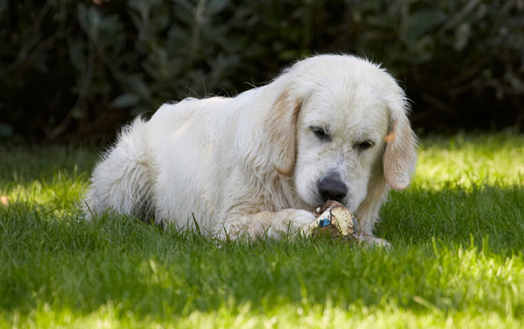 Ball, Bramley, Dog, Dogs, Golden Retriever, Play, Playing, Playtime, Retrievers