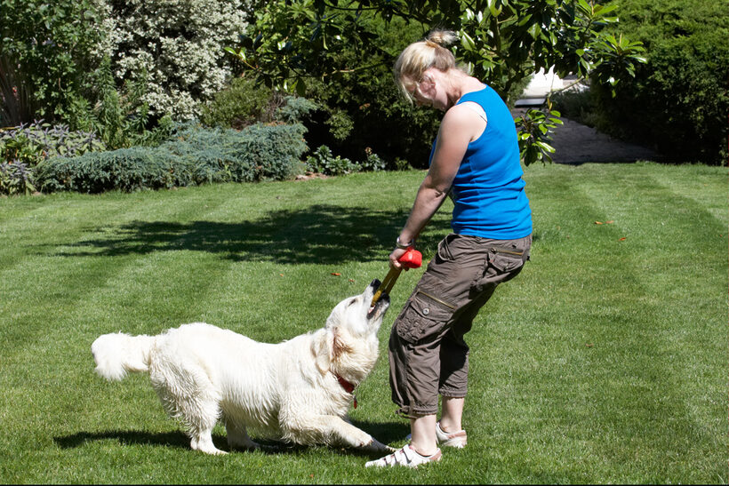 action, Animal, Animals, Bramley, Canine, Canines, Dog, Dogs, Golden Retriever, Land Mammal, Land Mammals, Laura, Play, Playing, Playtime, Retrievers, Terrestrial Mammal, Terrestrial Mammals, Tug-o-war