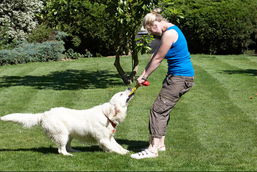 action, Animal, Animals, Bramley, Canine, Canines, Dog, Dogs, Golden Retriever, Land Mammal, Land Mammals, Laura, Play, Playing, Playtime, Retrievers, Terrestrial Mammal, Terrestrial Mammals, Tug-o-war