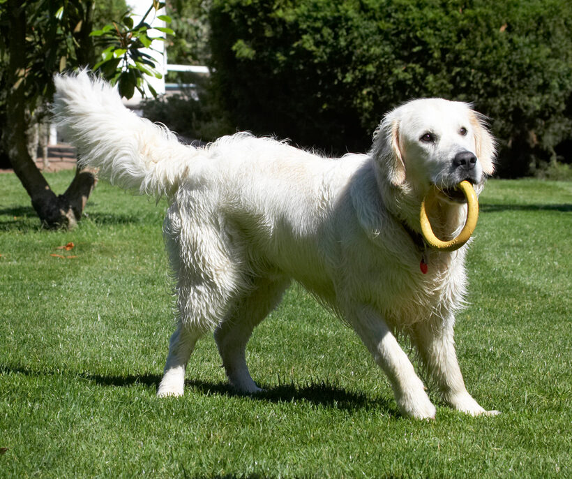 Animal, Animals, Bramley, Canine, Canines, Dog, Dogs, Golden Retriever, Land Mammal, Land Mammals, Play, Playing, playtime, Retrievers, Terrestrial Mammal, Terrestrial Mammals
