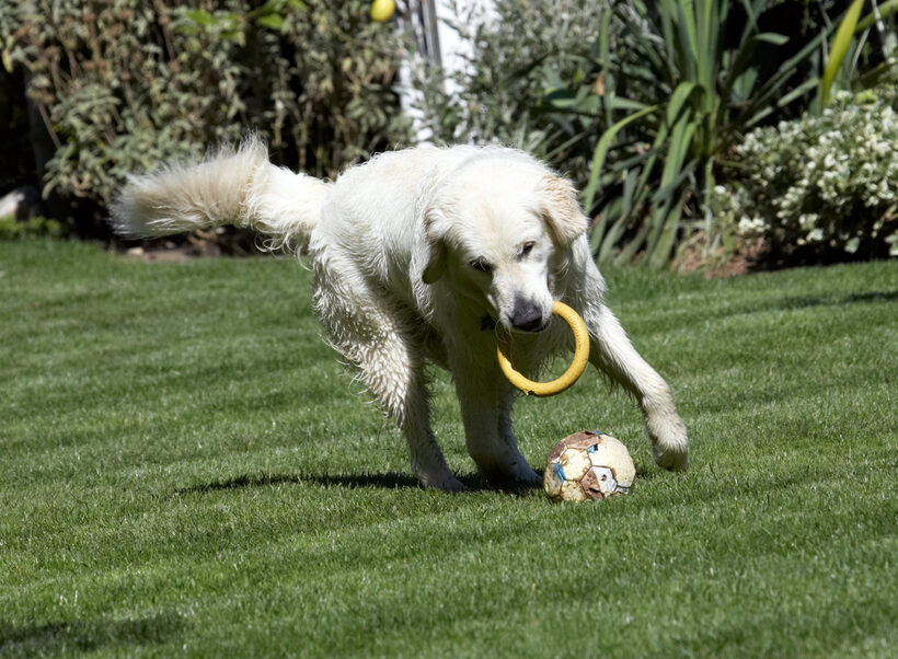 Animal, Animals, ball, Bramley, Canine, Canines, Dog, Dogs, Golden Retriever, Land Mammal, Land Mammals, Play, Playing, Playtime, Retrievers, Terrestrial Mammal, Terrestrial Mammals