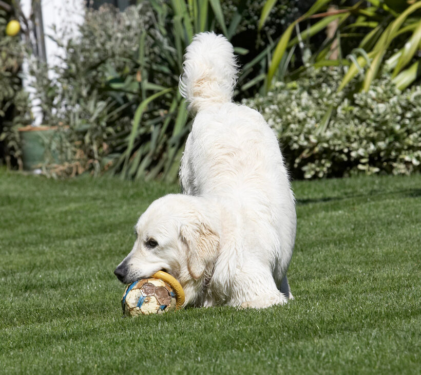 Animal, Animals, ball, Bramley, Canine, Canines, Dog, Dogs, Golden Retriever, Land Mammal, Land Mammals, Play, Playing, Playtime, Retrievers, Terrestrial Mammal, Terrestrial Mammals