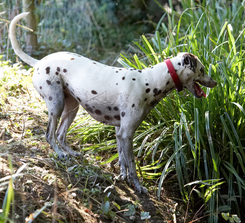 Animal, Animals, Canine, Canines, Dalmatian, Dalmatians, Dog, Dogs, Land Mammal, Land Mammals, Mia, Play, Playing, playtime, Terrestrial Mammal, Terrestrial Mammals