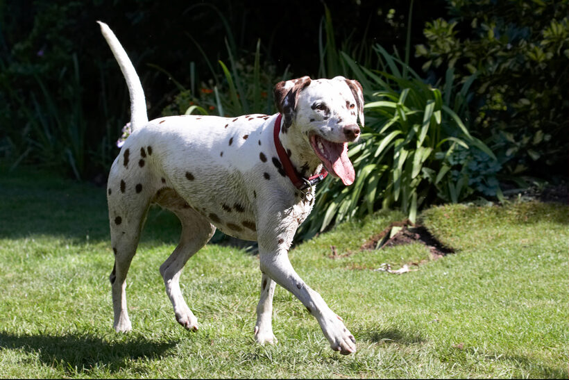 Animal, Animals, Canine, Canines, Dalmatian, Dalmatians, Dog, Dogs, Land Mammal, Land Mammals, Mia, Play, Playing, Playtime, Smile, Smiling, Terrestrial Mammal, Terrestrial Mammals, tongue
