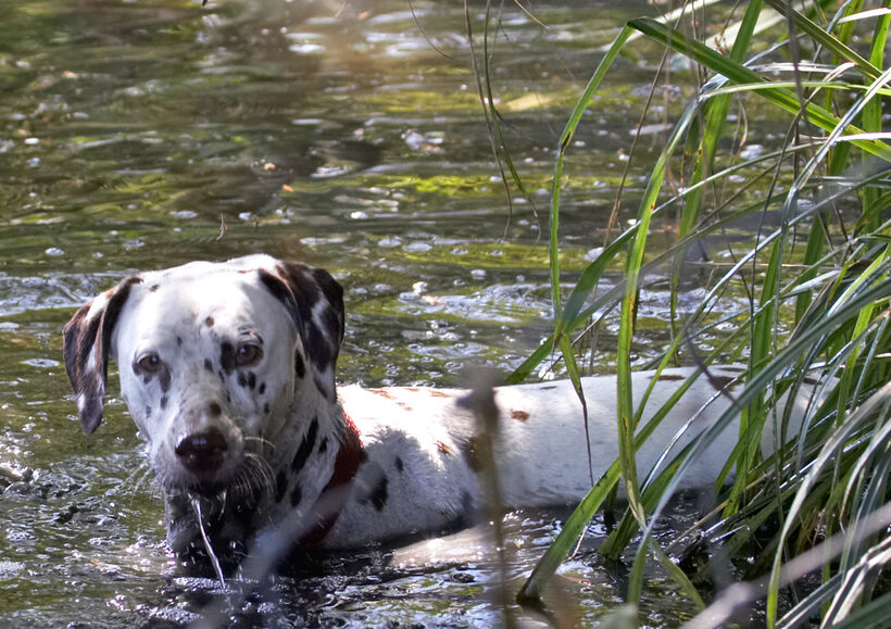 Animal, Animals, Canine, Canines, Dalmatian, Dalmatians, Dog, Dogs, Land Mammal, Land Mammals, Mia, Play, Playing, Playtime, Swim, Swimming, Terrestrial Mammal, Terrestrial Mammals, water