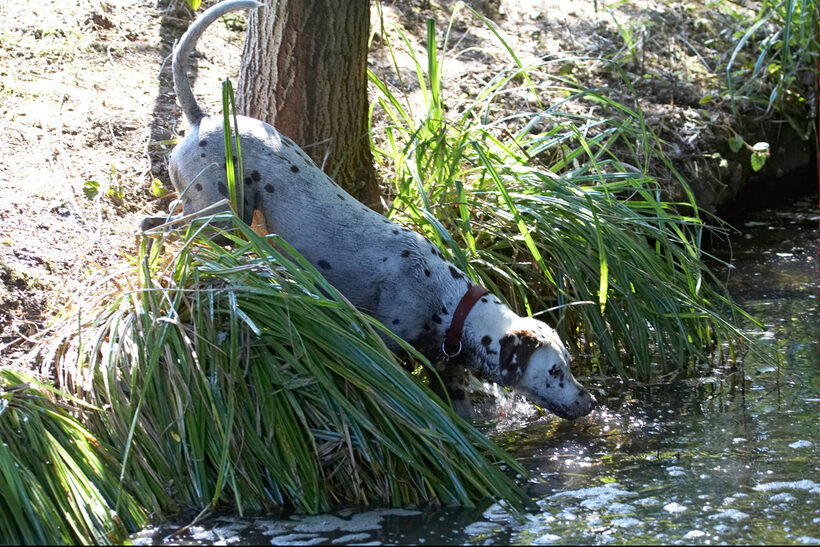 Animal, Animals, Canine, Canines, Dalmatian, Dalmatians, Dog, Dogs, Land Mammal, Land Mammals, Mia, Play, Playing, Playtime, Terrestrial Mammal, Terrestrial Mammals, water
