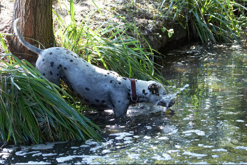 Animal, Animals, Canine, Canines, Dalmatian, Dalmatians, Dog, Dogs, Land Mammal, Land Mammals, Mia, Play, Playing, Playtime, Terrestrial Mammal, Terrestrial Mammals, water