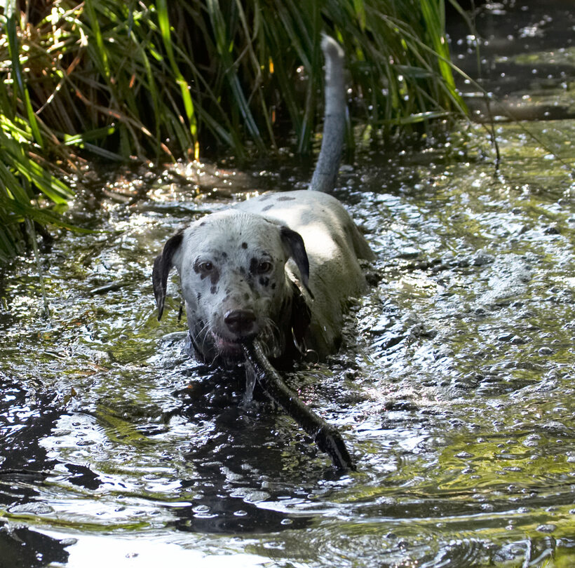 Animal, Animals, Canine, Canines, Dalmatian, Dalmatians, Dog, Dogs, Land Mammal, Land Mammals, Mia, Play, Playing, Playtime, Stick, Swim, swimming, Terrestrial Mammal, Terrestrial Mammals, Water