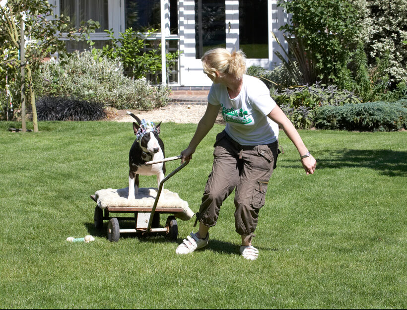 Canine, Laura, Play, Playing, Playtime, Princess, Terrestrial Mammal, Terrestrial Mammals, Terriers, Animal, Animals, Best, Best friends, Bullies, Bully, Tiara, Canines, Dog, Dogs, English Bull Terrier, friends, Indie, Land Mammal, Land Mammals