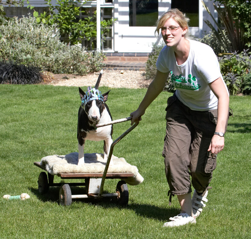 Canines, Playing, Playtime, princess, Smile, Smiling, Terrestrial Mammal, Terrestrial Mammals, Terriers, Animal, Animals, Best, Best friends, Bullies, Bully, Canine, Tiara, Dog, Dogs, English Bull Terrier, Friends, Indie, Land Mammal, Land Mammals, Laura, Play