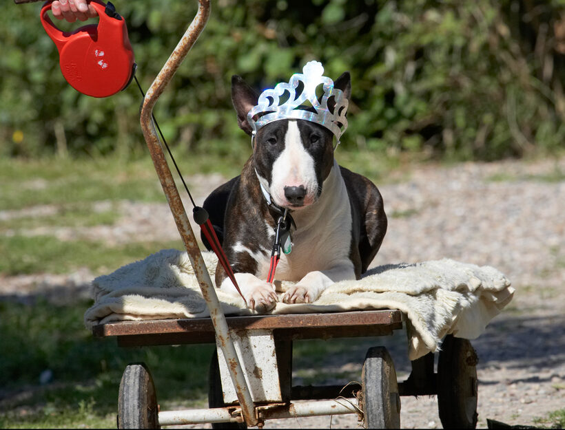 Animal, Animals, Bullies, Bully, Canine, Canines, Dog, Dogs, English Bull Terrier, Indie, Land Mammal, Land Mammals, Play, Playing, Playtime, Princess, Terrestrial Mammal, Terrestrial Mammals, Terriers, tiara