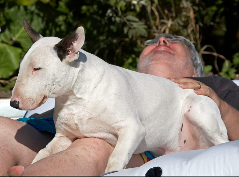 Canines, Play, Playing, Playtime, Pool, Swimming, Swimming pool, Terrestrial Mammal, Terrestrial Mammals, Animal, Animals, Bullies, Bully, Canine, Terriers, Craig, Dog, Dogs, English Bull Terrier, Land Mammal, Land Mammals, mana