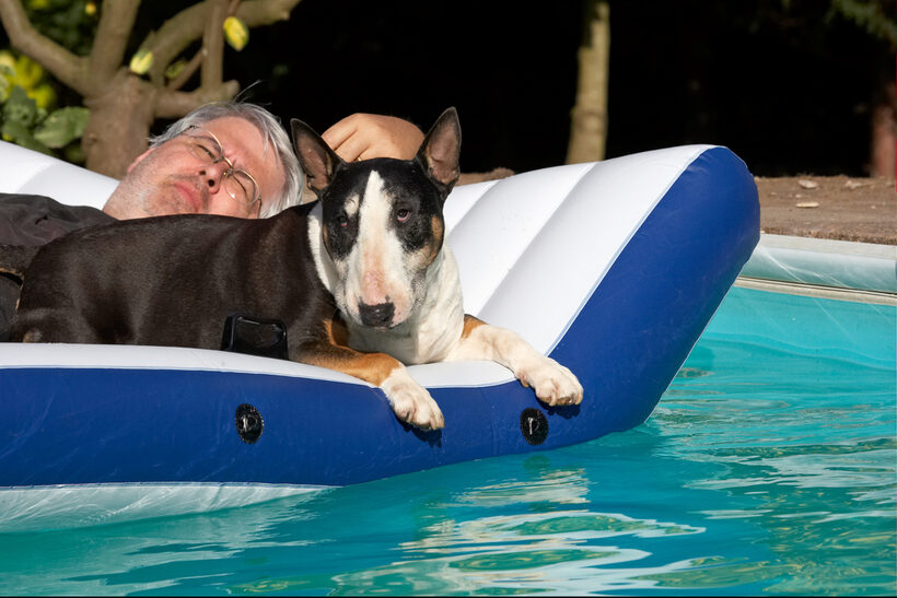 Canines, Playing, Playtime, Pool, Swimming, Swimming pool, tapa, Terrestrial Mammal, Terrestrial Mammals, Animal, Animals, Bullies, Bully, Canine, Terriers, Craig, Dog, Dogs, English Bull Terrier, Land Mammal, Land Mammals, Play