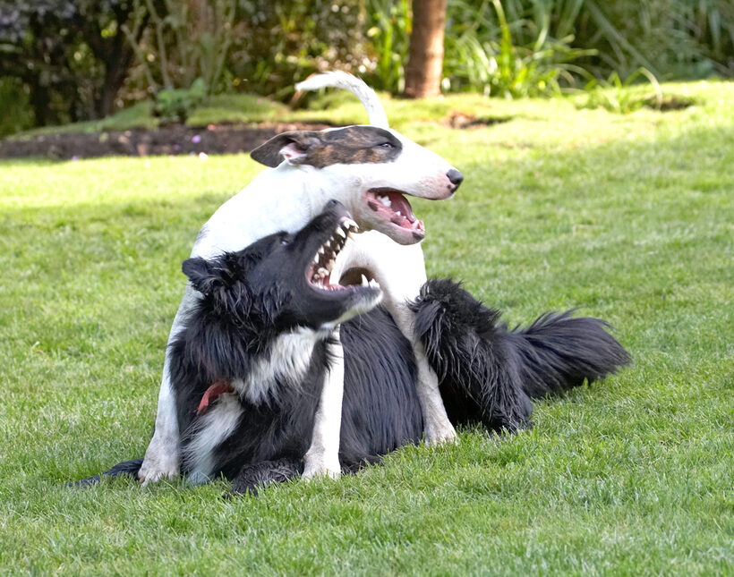 Bully, Land Mammal, Land Mammals, Mana, Play, Playing, Playtime, Terrestrial Mammal, Terrestrial Mammals, Animal, Animals, Barney, Best, Best friends, Bullies, Terriers, Canine, Canines, Collie, Collies, Dog, Dogs, English Bull Terrier, friends