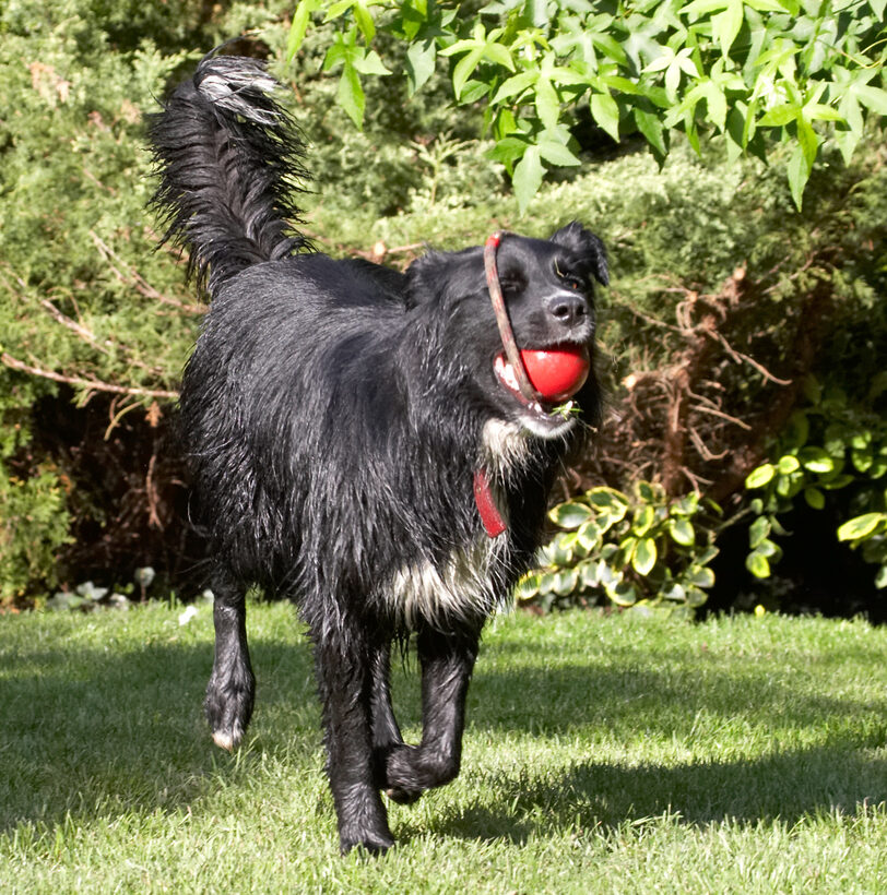 action, Animal, Animals, Barney, Canine, Canines, Collie, Collies, Dog, Dogs, Friends, Land Mammal, Land Mammals, Play, Playing, Playtime, Run, Running, Terrestrial Mammal, Terrestrial Mammals, Terriers
