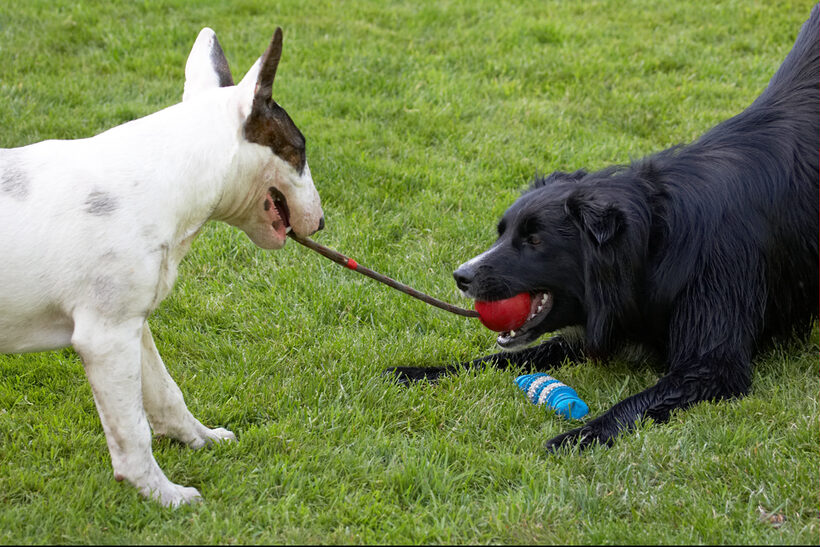 Canine, Land Mammals, Mana, Play, Playing, Playtime, Terrestrial Mammal, Terrestrial Mammals, Terriers, Animal, Animals, Barney, Best, Best friends, Bullies, Bully, tug-o-war, Canines, Collie, Collies, Dog, Dogs, English Bull Terrier, Friends, Land Mammal