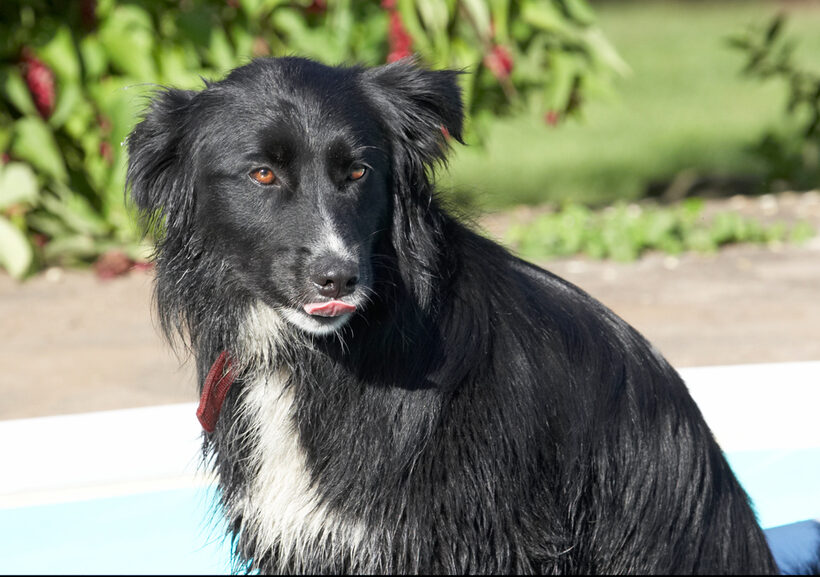Animal, Animals, Barney, Canine, Canines, Collie, Collies, Craig, Dog, Dogs, Land Mammal, Land Mammals, Play, Playing, Playtime, Pool, Swimming, Swimming pool, Terrestrial Mammal, Terrestrial Mammals, tongue