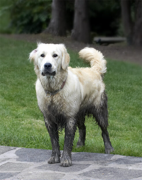 Dog, Dogs, Golden Retriever, Hal, Retrievers, Sirius, Tongue