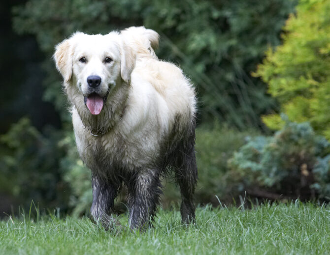 Dog, Dogs, Golden Retriever, Hal, Retrievers, Sirius, Tongue