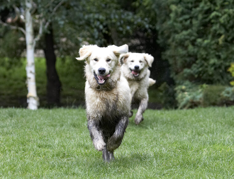 Dog, Dogs, Golden Retriever, Hal, Retrievers, Sirius, Tongue