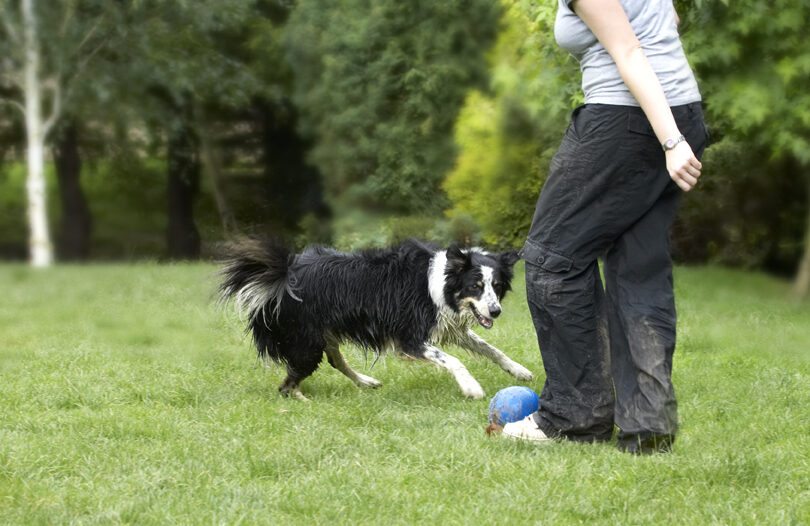 Ball, Border Collie, Collies, Laura, Stinky, Tongue