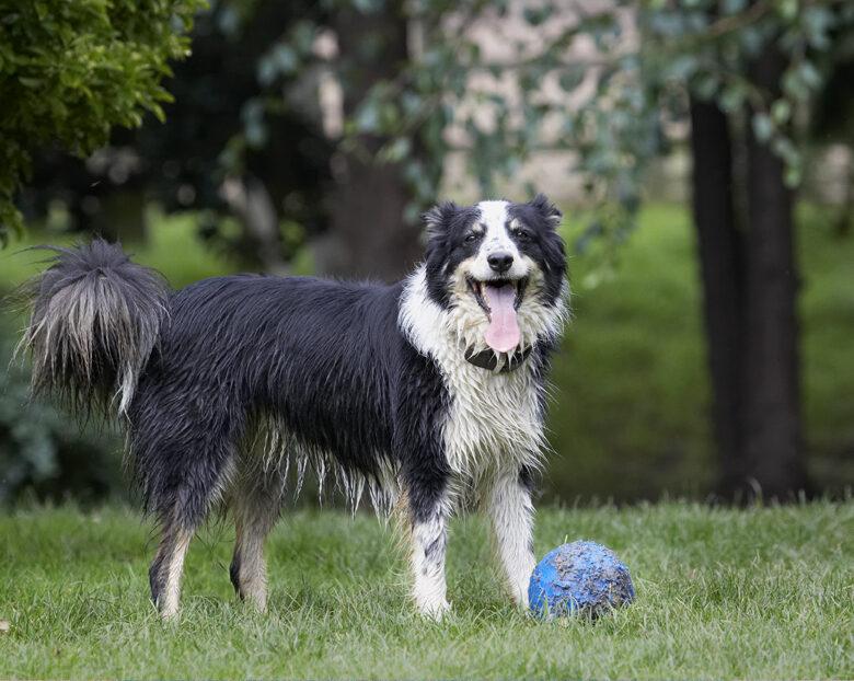 Ball, Border Collie, Collies, Dog, Dogs, Stinky, Tongue