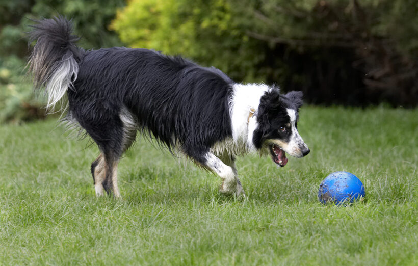 Ball, Border Collie, Collies, Dog, Dogs, Stinky, Tongue