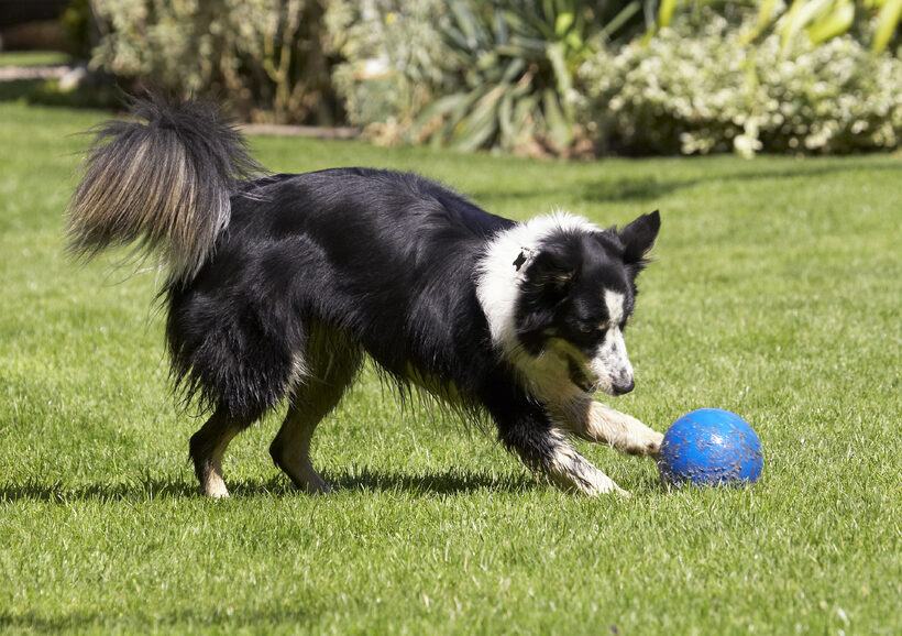 Ball, Border Collie, Collies, Dog, Dogs, Play, Playing, Playtime, Stinky