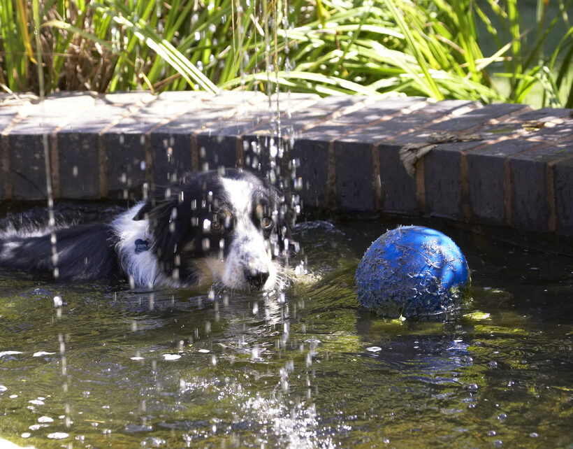 Ball, Border Collie, Collies, Dog, Dogs, Play, Playing, Playtime, Stinky, Swim, Swimming, Water