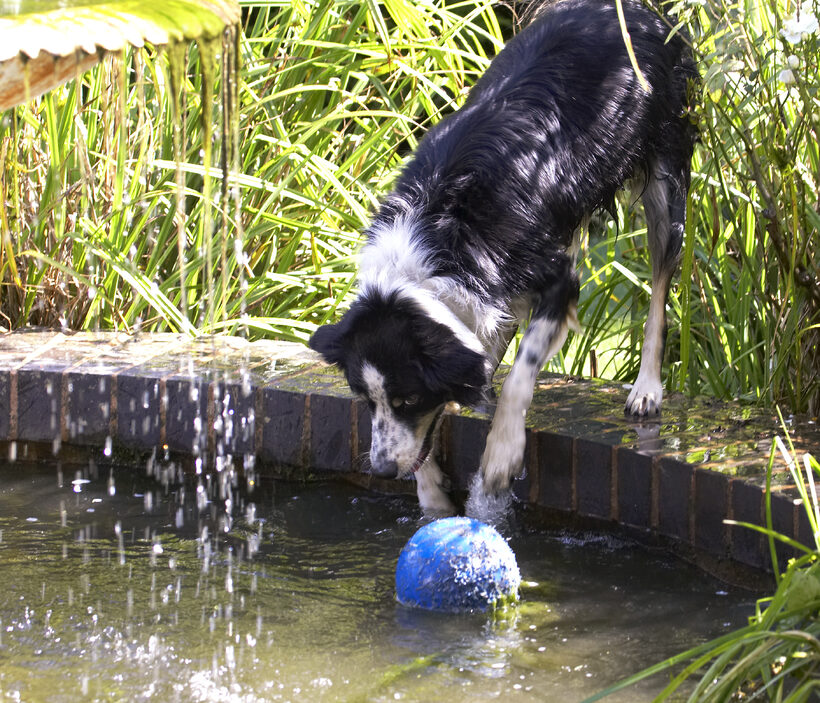 Ball, Border Collie, Collies, Dog, Dogs, Play, Playing, Playtime, Stinky