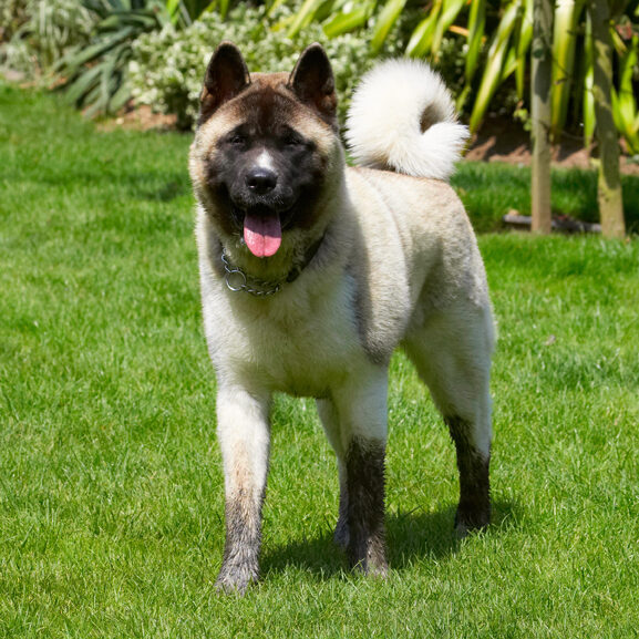 Akita, Asha, Dog, Dogs, Tongue