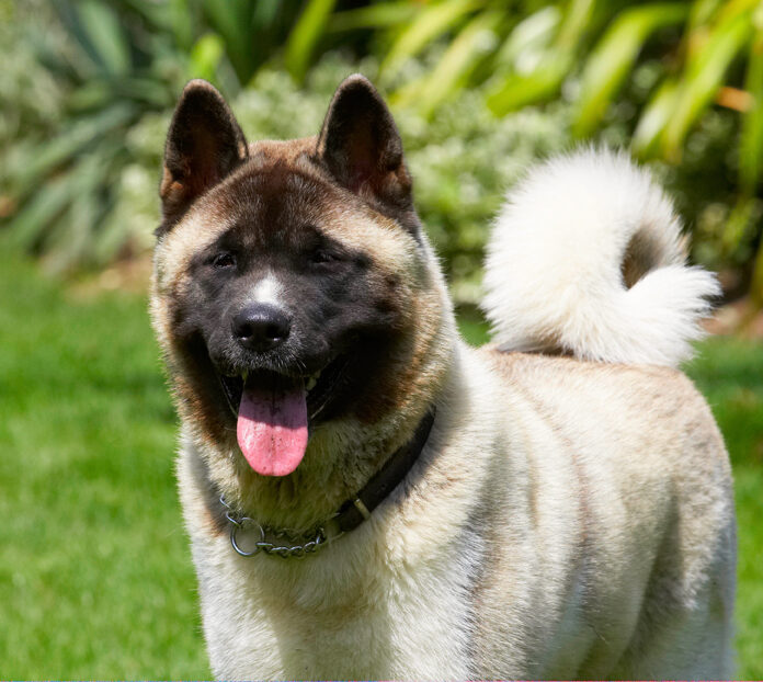 Akita, Asha, Dog, Dogs, Tongue