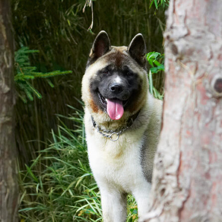 Akita, Asha, Dog, Dogs, Tongue