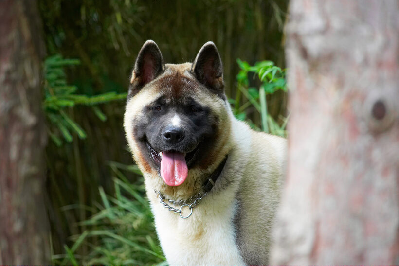 Akita, Asha, Dog, Dogs, Tongue
