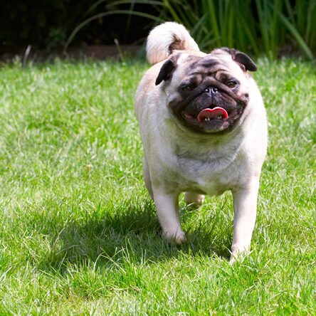 Bruno, Dog, Dogs, Loui, Pug, Pugs