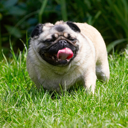 Bruno, Dog, Dogs, Loui, Pug, Pugs