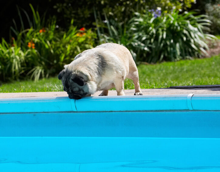 Bruno, Dog, Dogs, Loui, Pug, Pugs