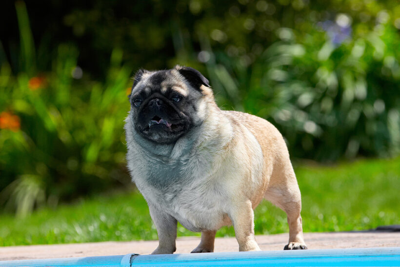 Bruno, Dog, Dogs, Loui, Pug, Pugs