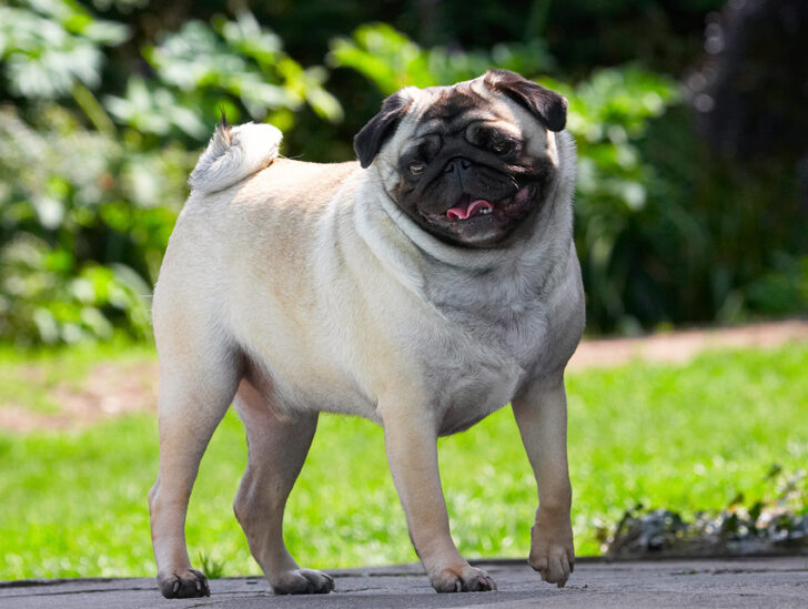 Bruno, Dog, Dogs, Loui, Pug, Pugs