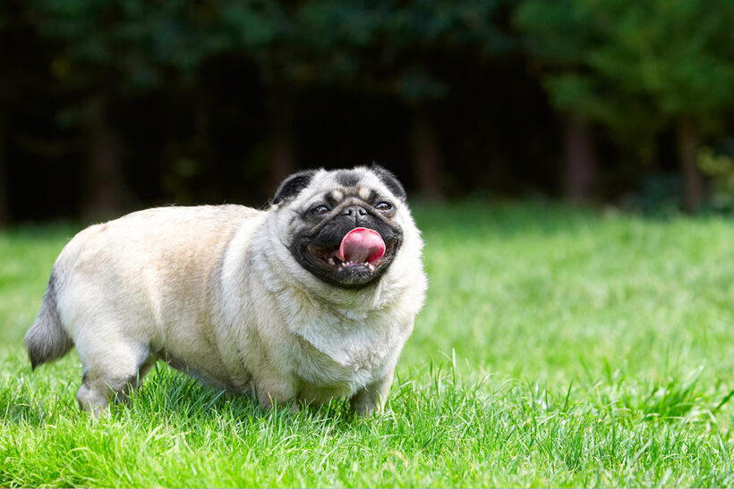 Bruno, Dog, Dogs, Loui, Pug, Pugs