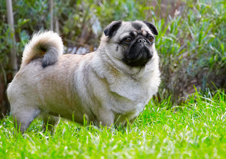 Bruno, Dog, Dogs, Loui, Pug, Pugs