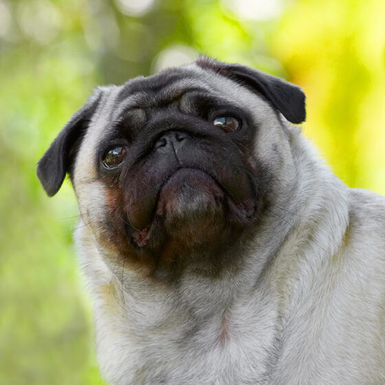 Bruno, Dog, Dogs, Loui, Pug, Pugs